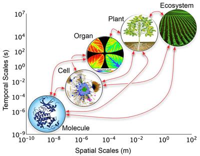 Crops In Silico: Generating Virtual Crops Using an Integrative and Multi-scale Modeling Platform